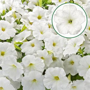 Afbeelding van Petunia P12 FF White
